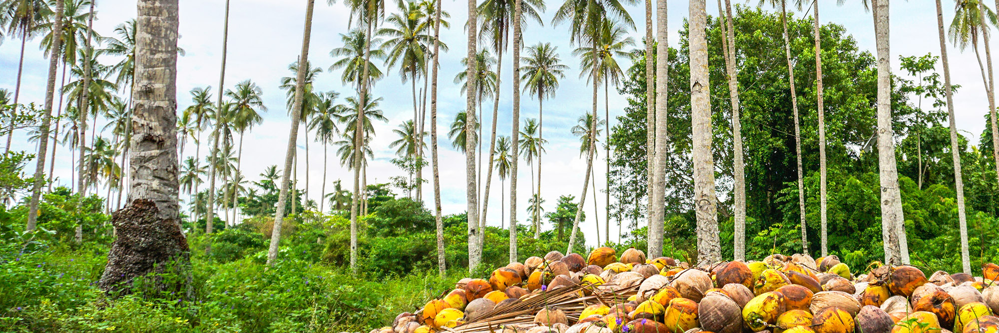 Tropical landscape with tall palm trees and a large pile of coconuts on the ground.