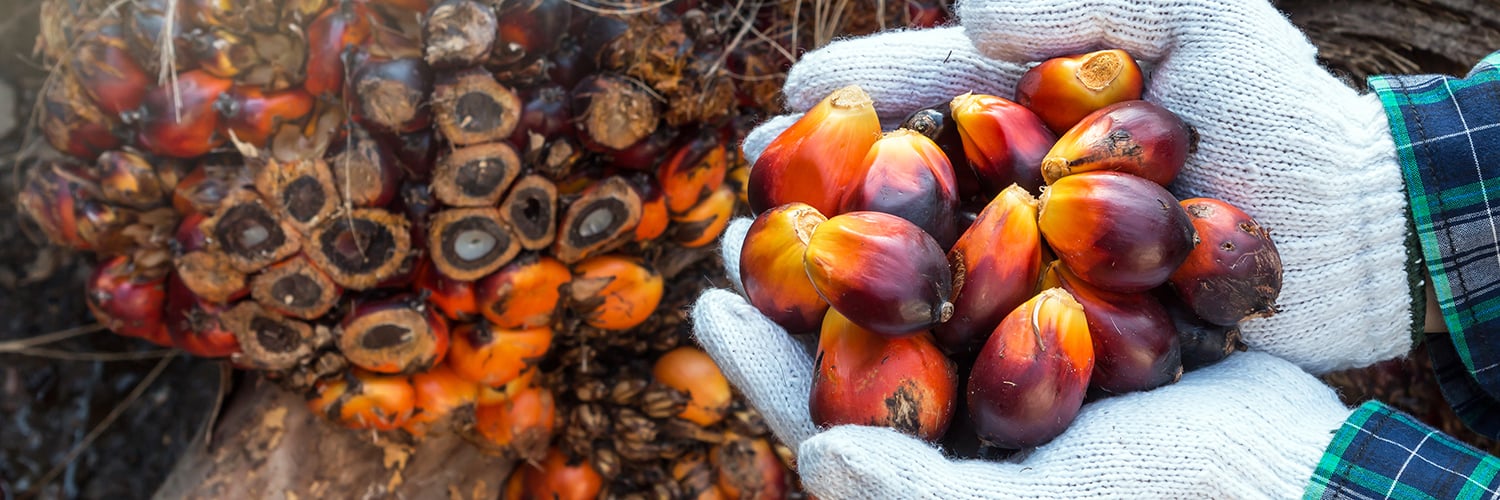 A hand holding sustainably sourced palm