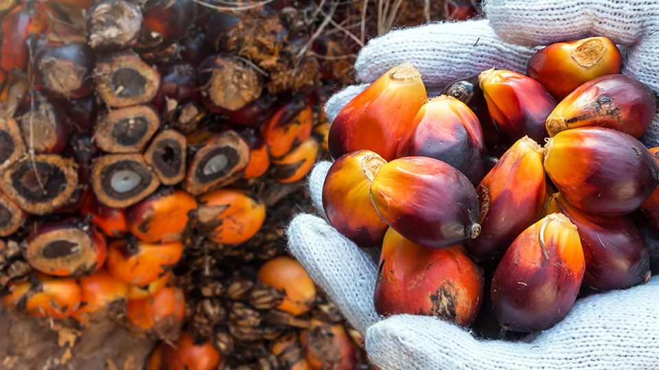 A hand holding sustainably sourced palm