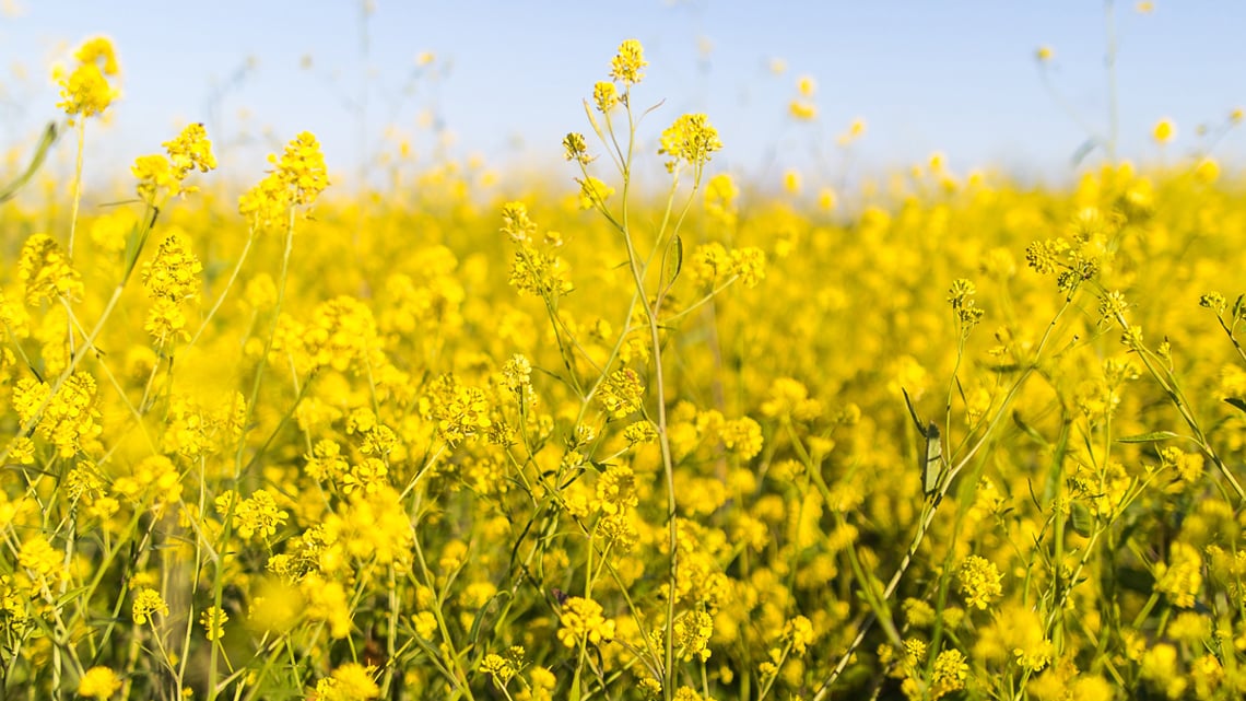 Närbild på blommande rapsfält - Technical Products - AAK