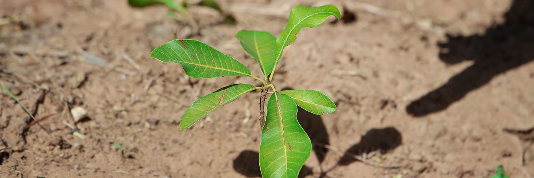Close up of a newly planted shea tree in soil.