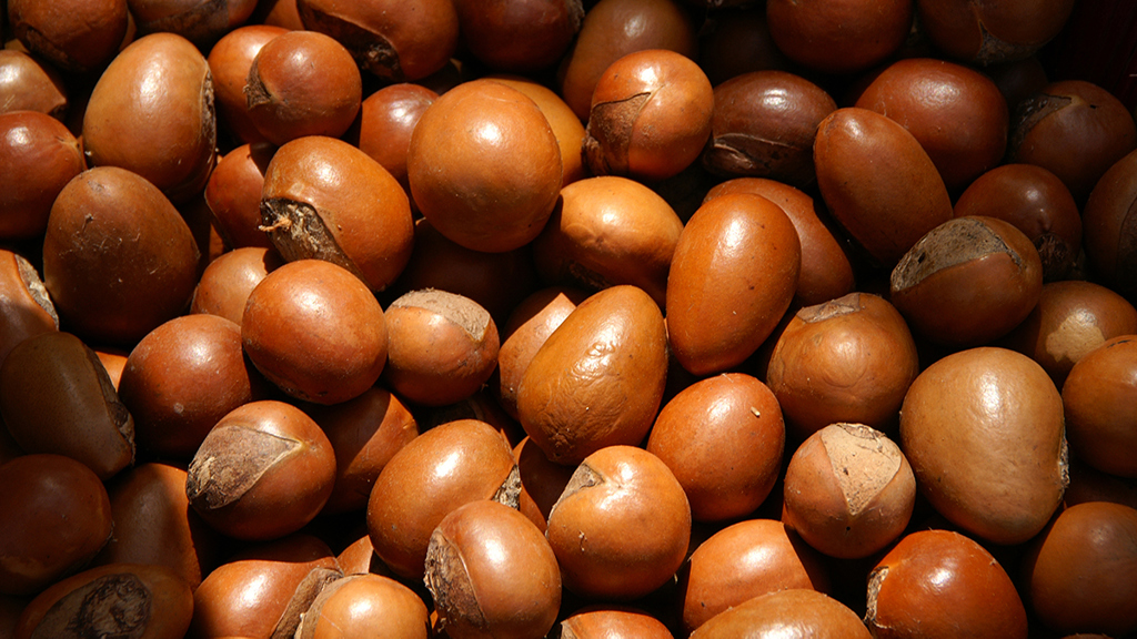 shea nuts - Sustainable Growth - AAK