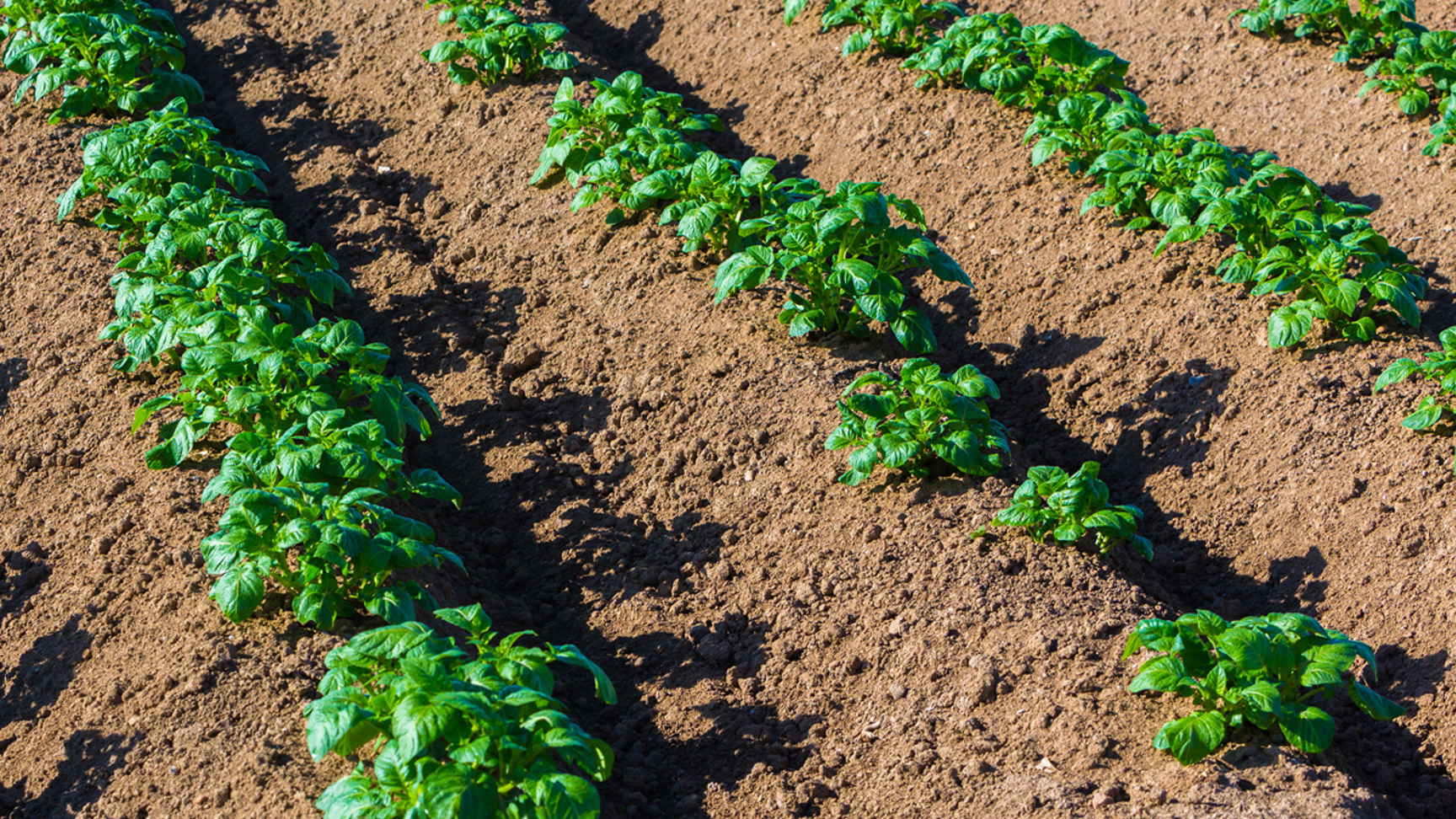 Potatisplantor i rad på solbelyst odlingsfält - Technical Products - AAK