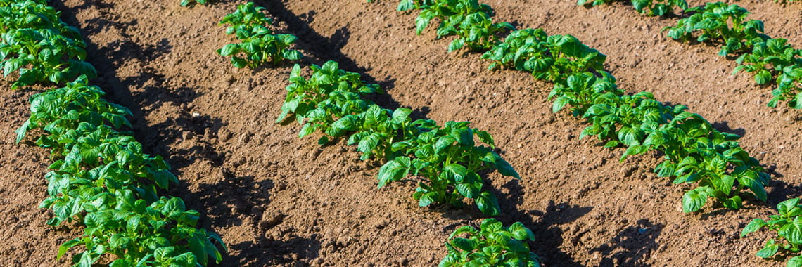 Potatisplantor i rad på solbelyst odlingsfält - Technical Products - AAK