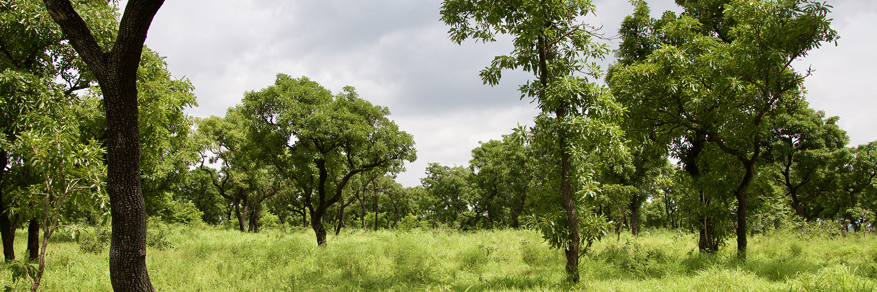 Field of shea trees.