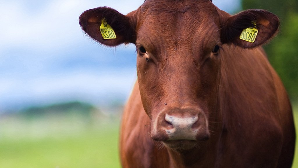 Close-up of a brown cow - Animal Nutrition - AAK