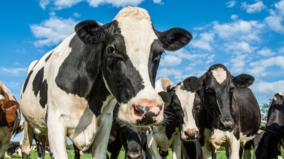 Close-up of a herd of cows - Animal Nutrition - AAK