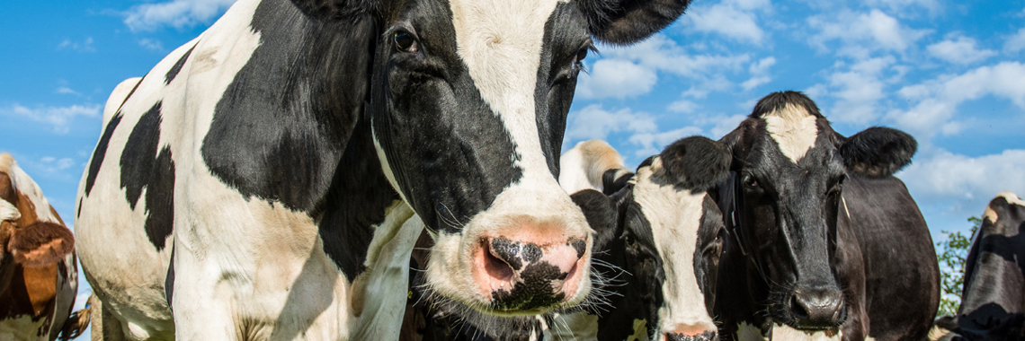 Close-up of a herd of cows - Animal Nutrition - AAK