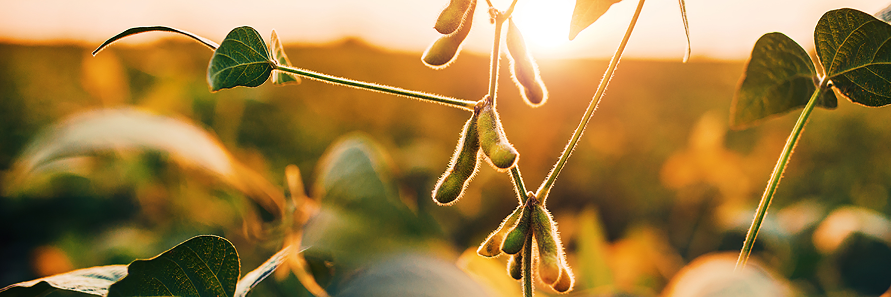 Close-up of sunlit soybean plants with pods and leaves, field in the blurred background.