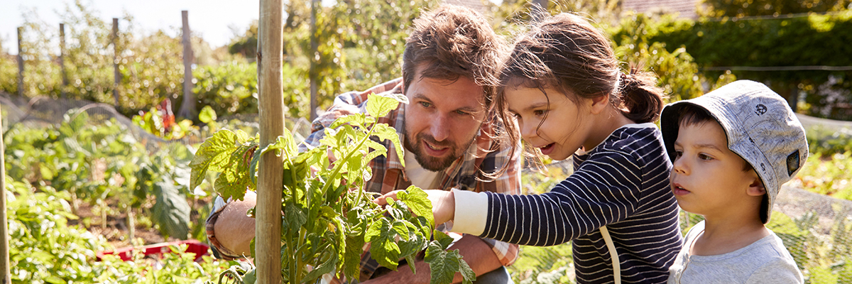A father gardening with his two kids in a lush garden.