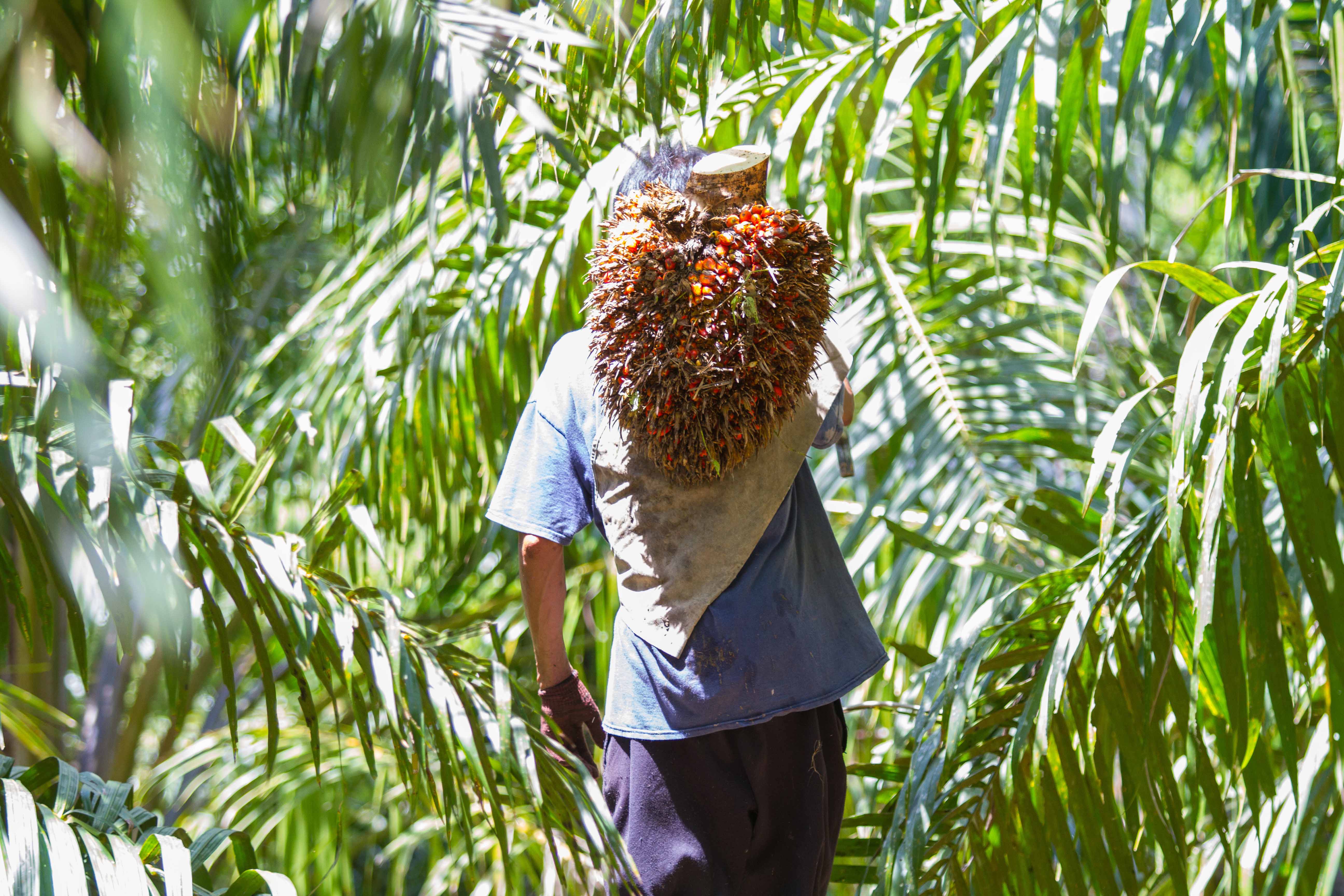 Worker carrying harvested palm fruit.