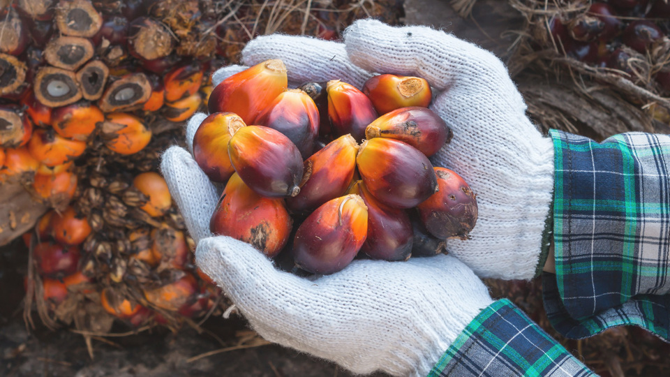 Palm Oil Seeds in Male Worker's Hand - About Us - AAK