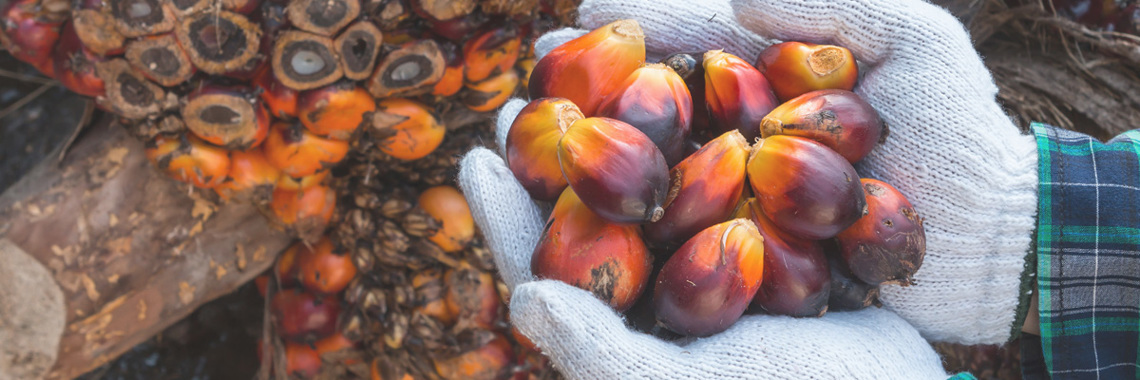 Palm Oil Seeds in Male Worker's Hand - About Us - AAK