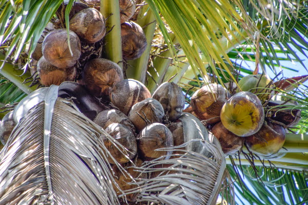 Close up of coconuts hanging in a palm tree.