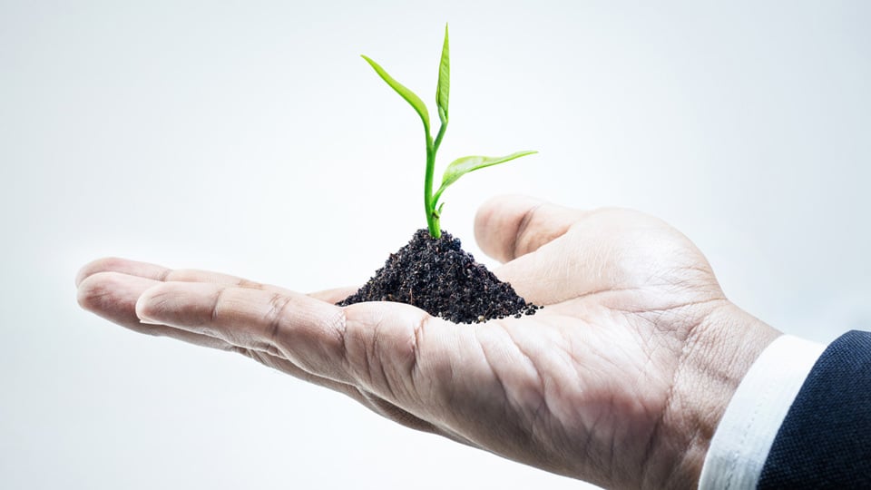 Business Man Holding a Small Growing Plant in His Hand - Investors - AAK