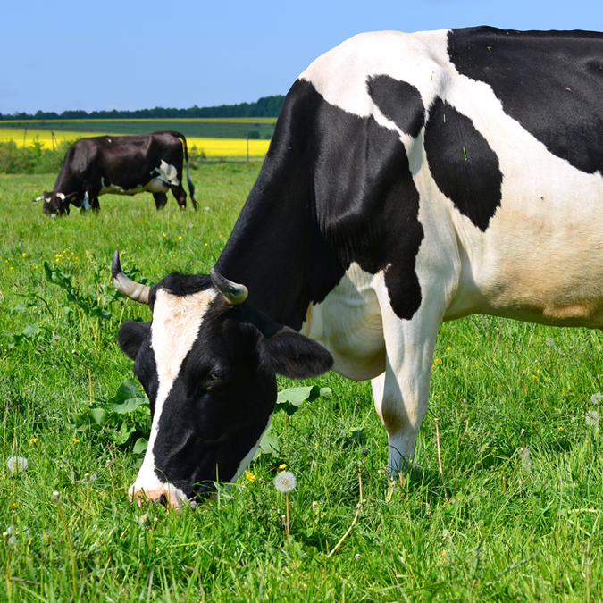 Betande kor på äng - Technical Products - AAK