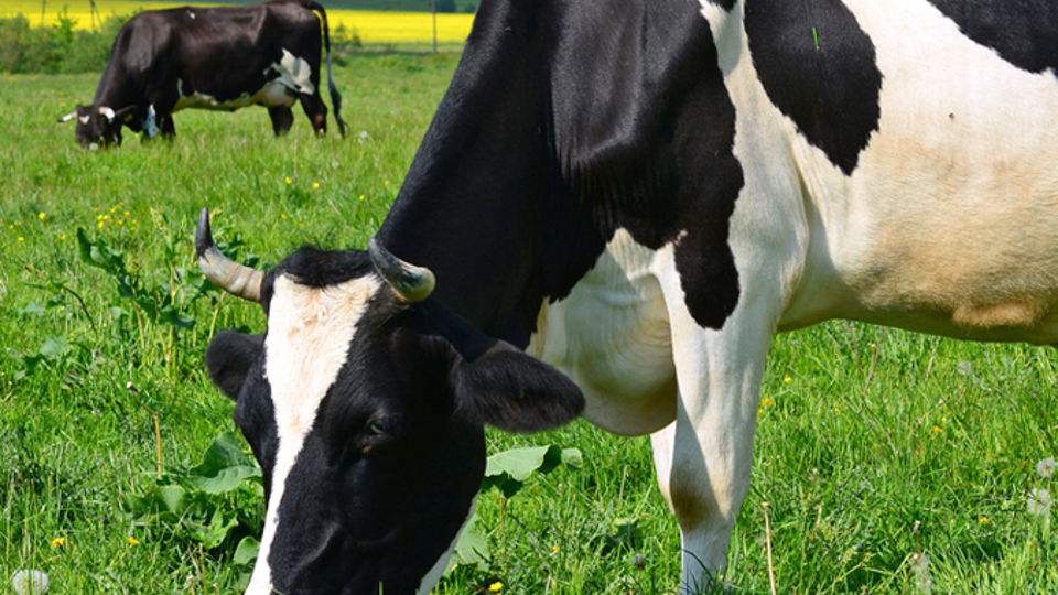 Betande kor på äng - Technical Products - AAK
