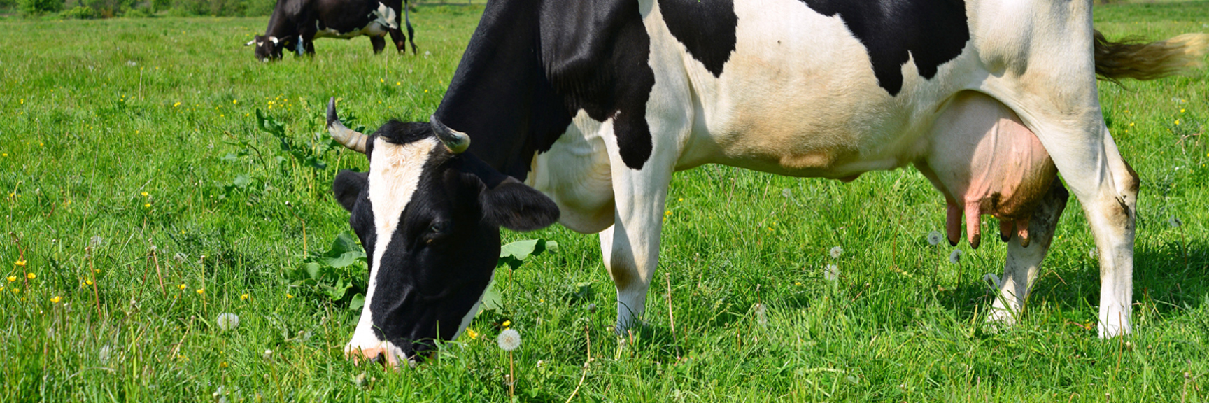 Betande kor på äng - Technical Products - AAK