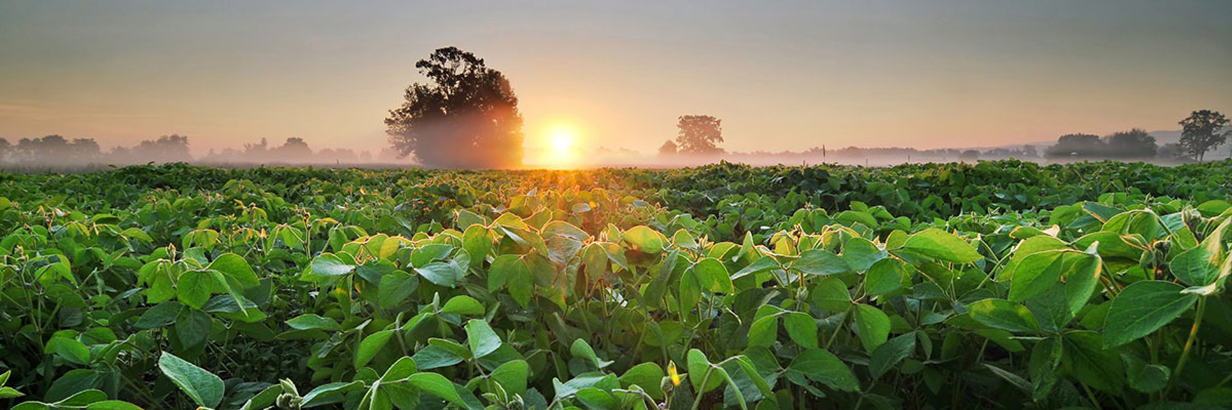 Sunrise over a green soybean crop field.