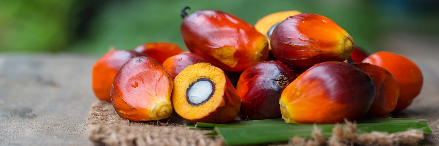 Close up of ripe palm oil fruits