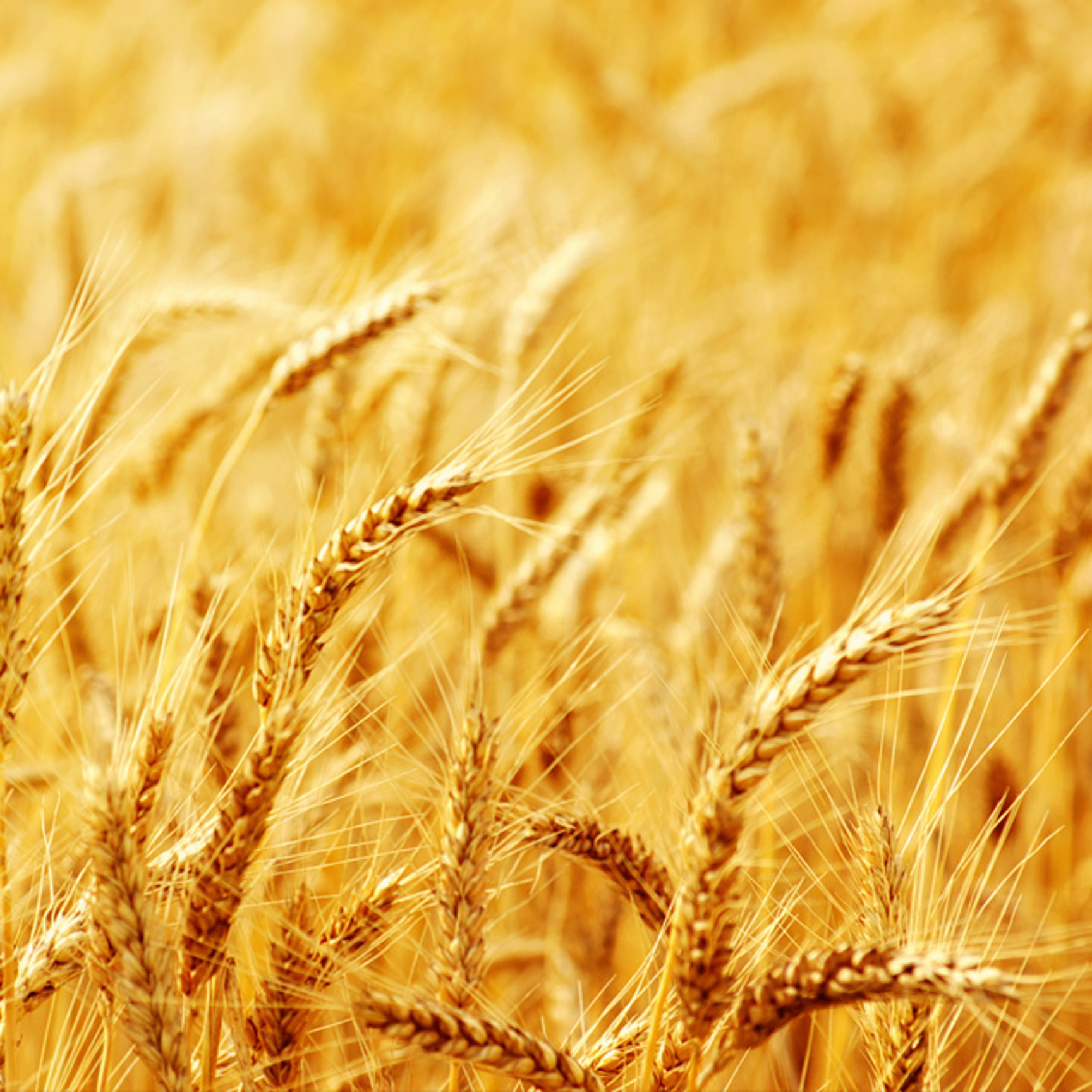 Närbild på fält med havre - Technical Products - AAK