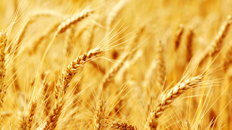 Närbild på fält med havre - Technical Products - AAK