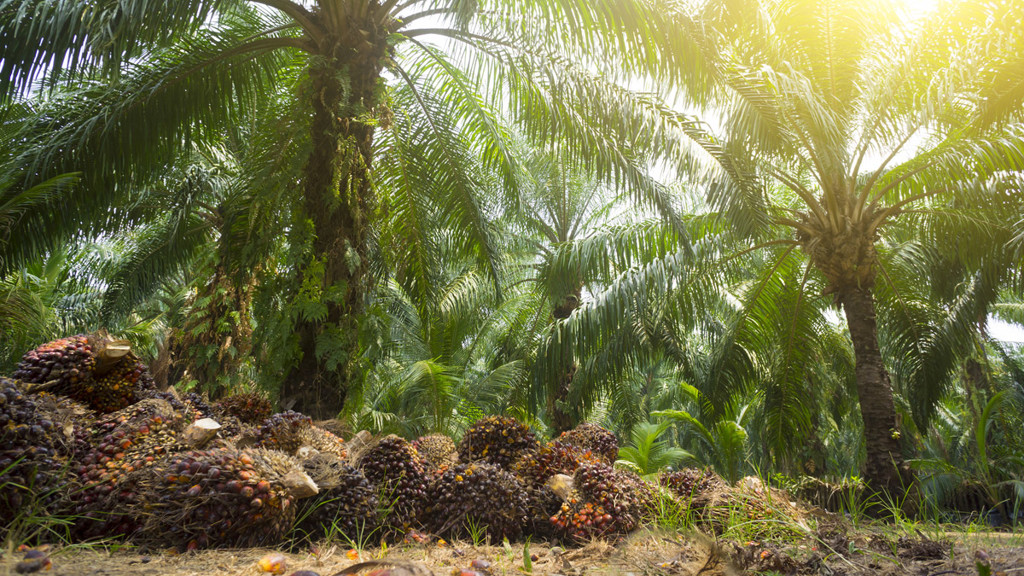 palmer - Hållbar tillväxt - AAK