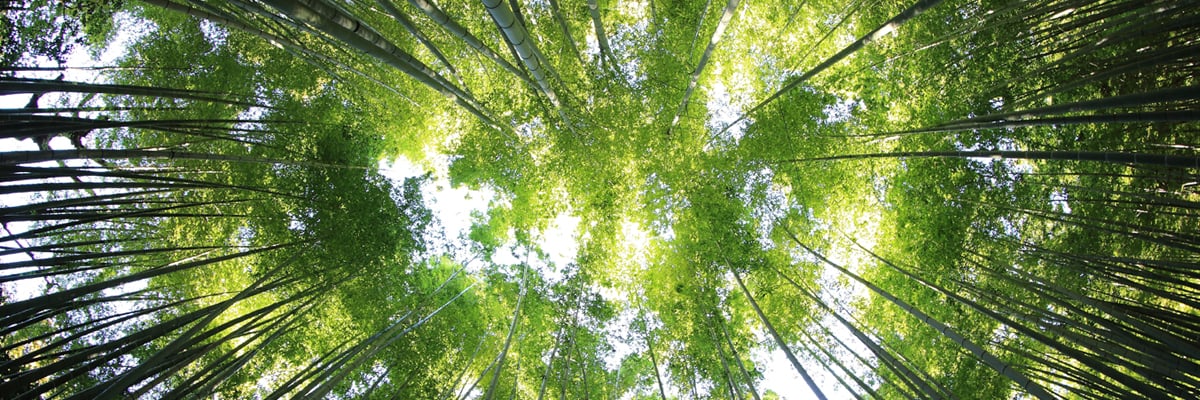 Trees and sky seen from underneath - Investors - AAK