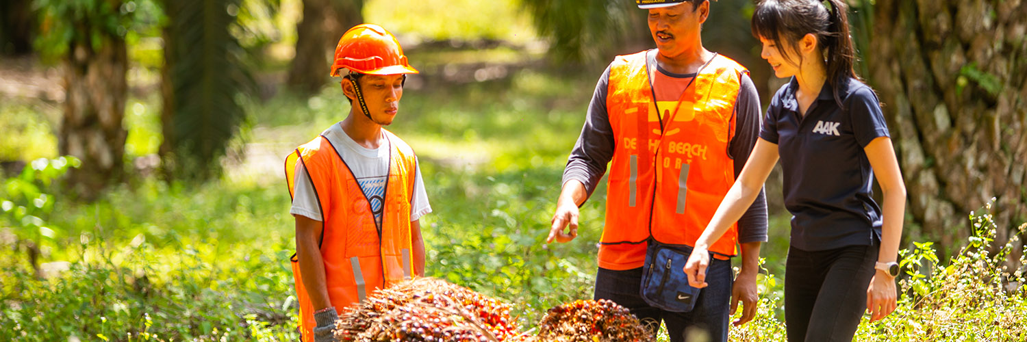 Three people in safety gear and AAK shirt inspecting oil palm fruits outdoors in a green plantation setting in Malaysia.