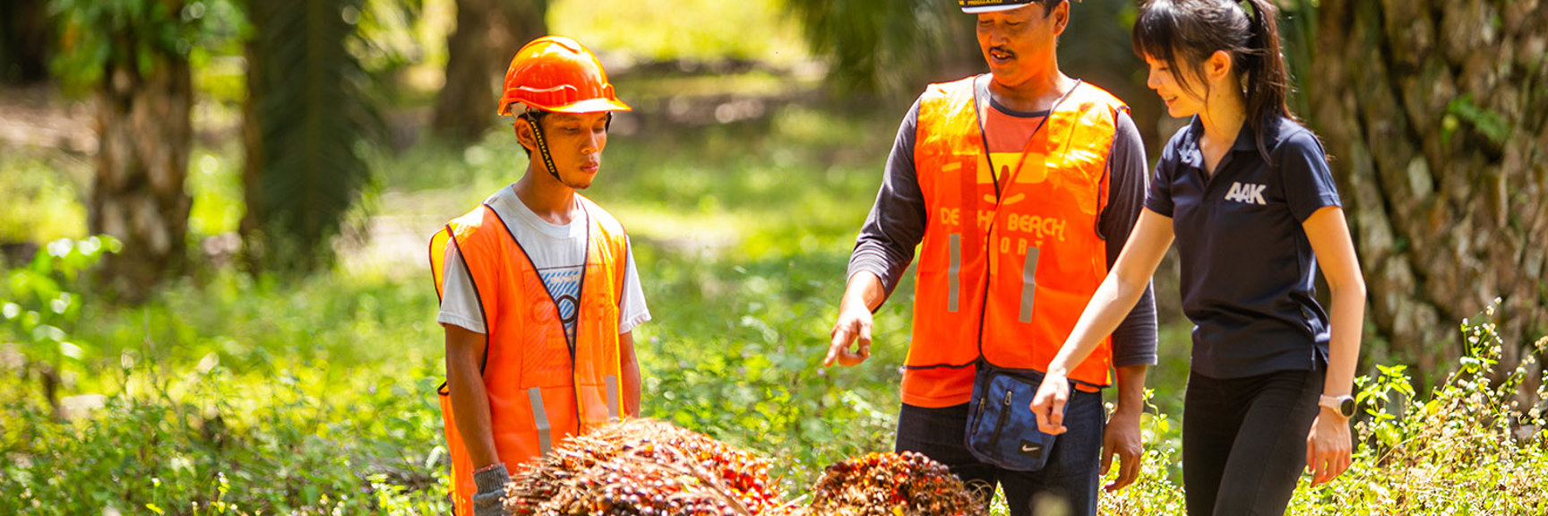 Three people in safety gear and AAK shirt inspecting oil palm fruits outdoors in a green plantation setting in Malaysia.