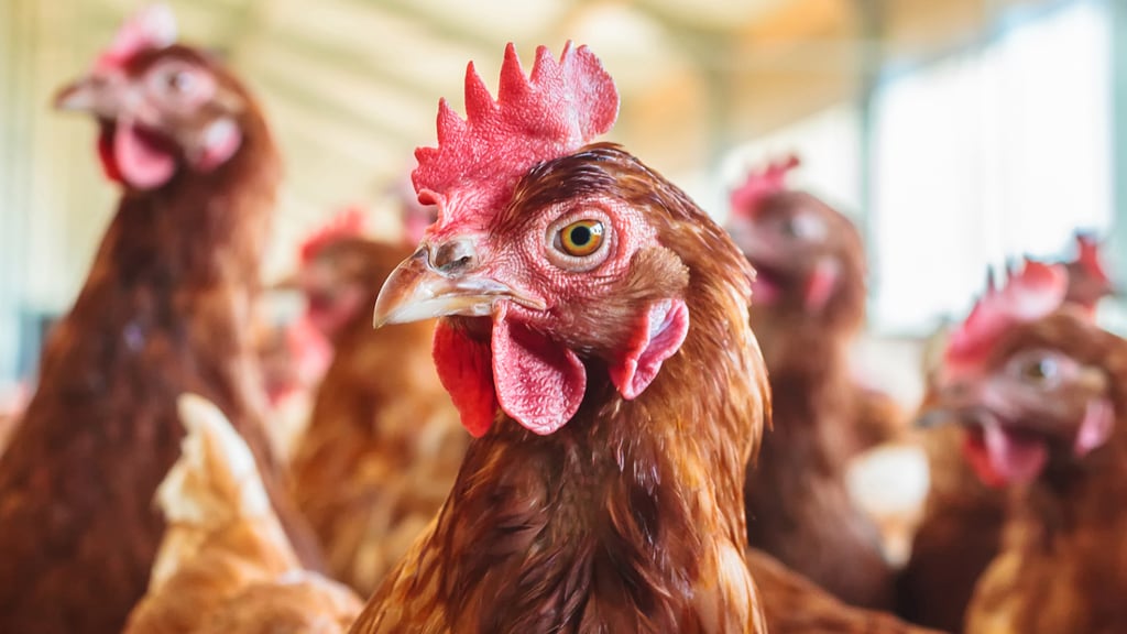 Hens in a poultry-house - Animal Nutrition - AAK