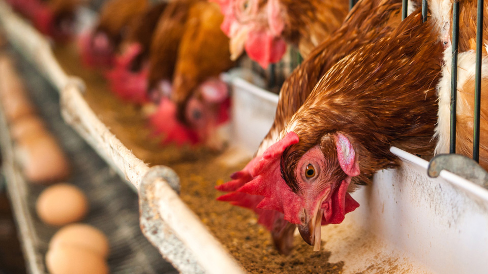 A hen eats food from a tray in a poultry-house - Animal Nutrition - AAK