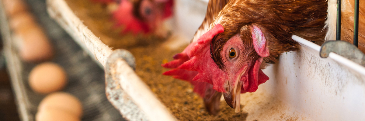 A hen eats food from a tray in a poultry-house - Animal Nutrition - AAK