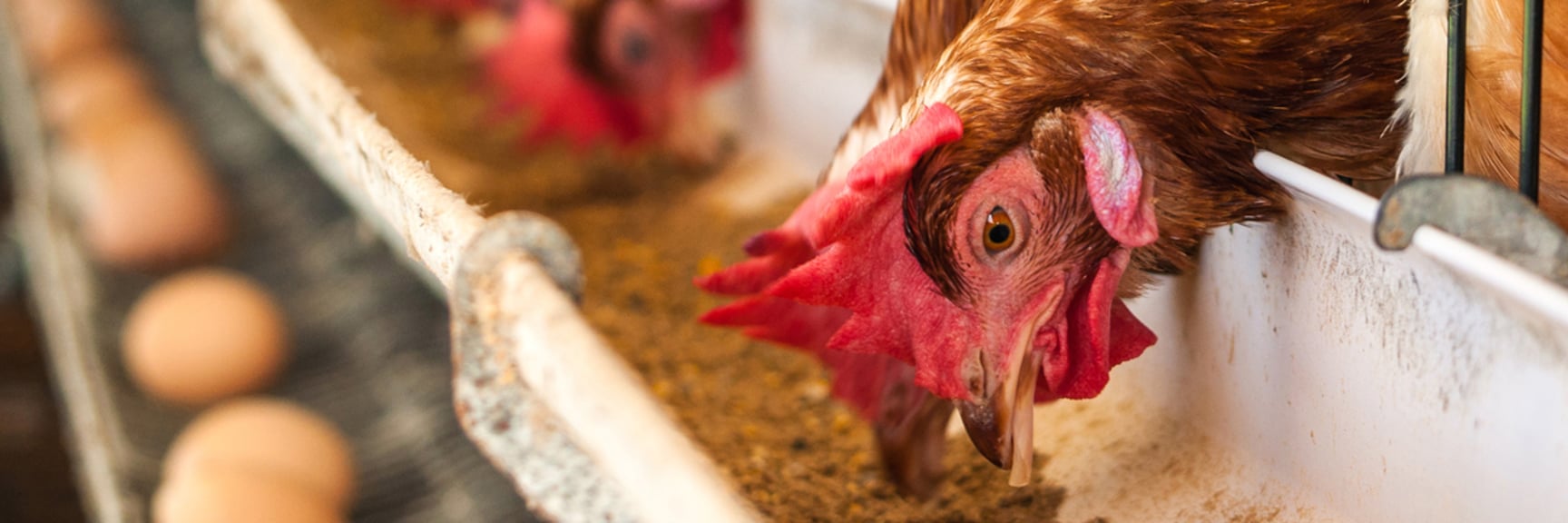 A hen eats food from a tray in a poultry-house - Animal Nutrition - AAK