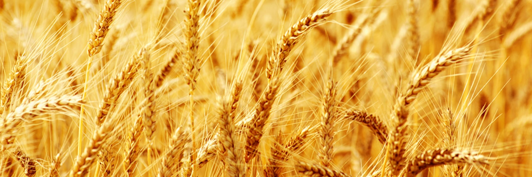 Närbild på fält med havre - Technical Products - AAK