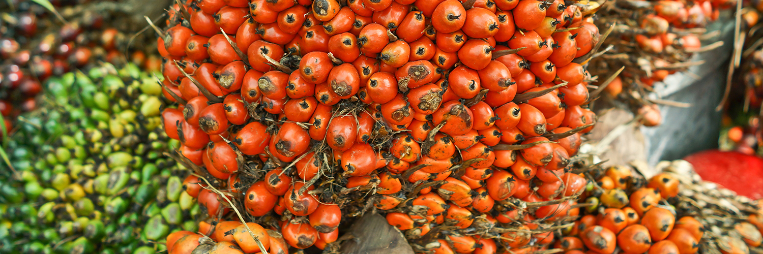 Close-up of ripe oil palm fruits in bright orange clusters on spiky stems.