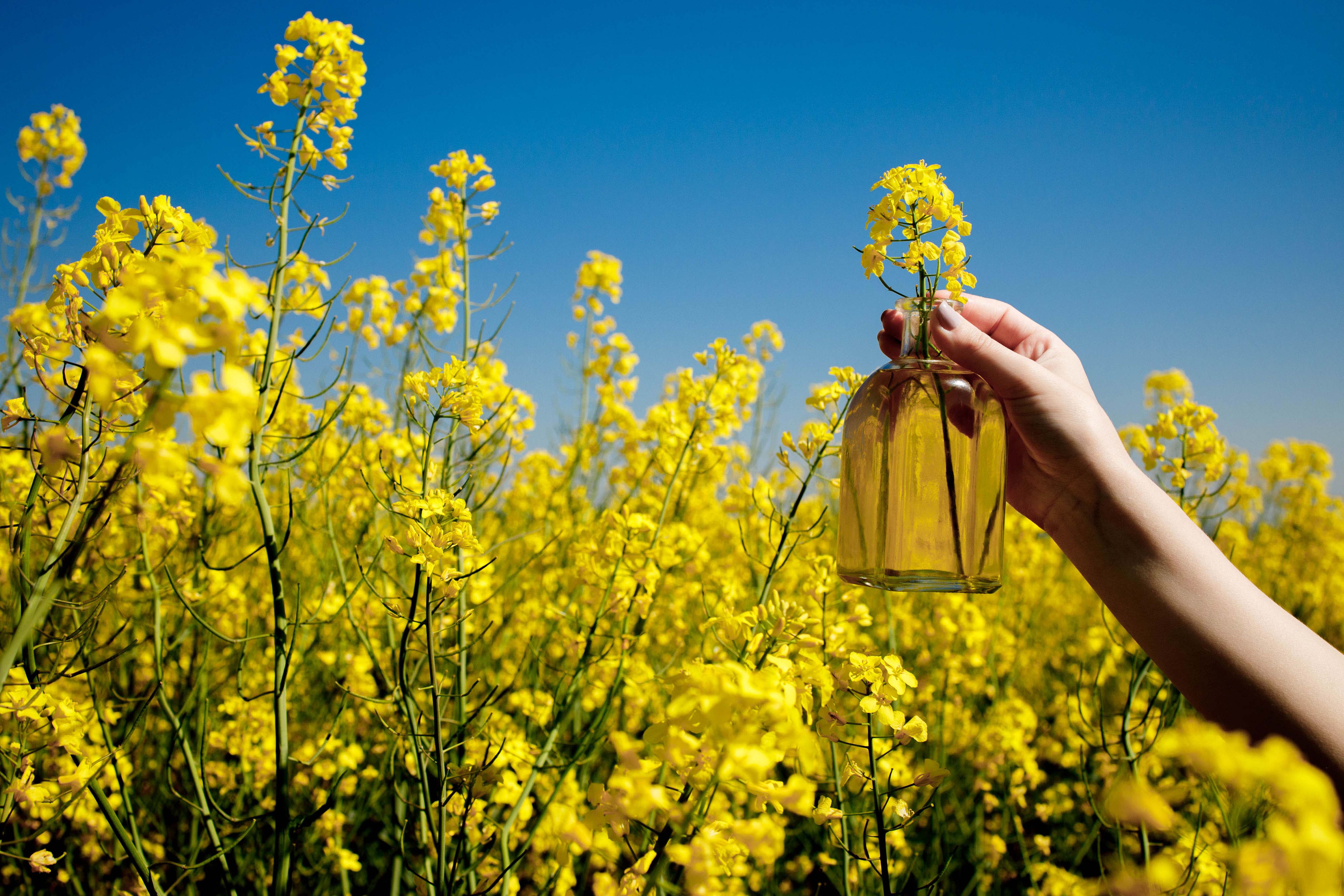 Hand holding bottle with rapeseed oil on a rapeseed field