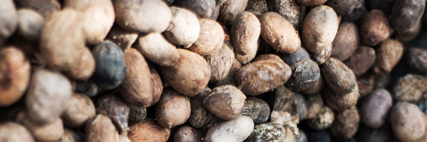 Shea kernels in a pile.