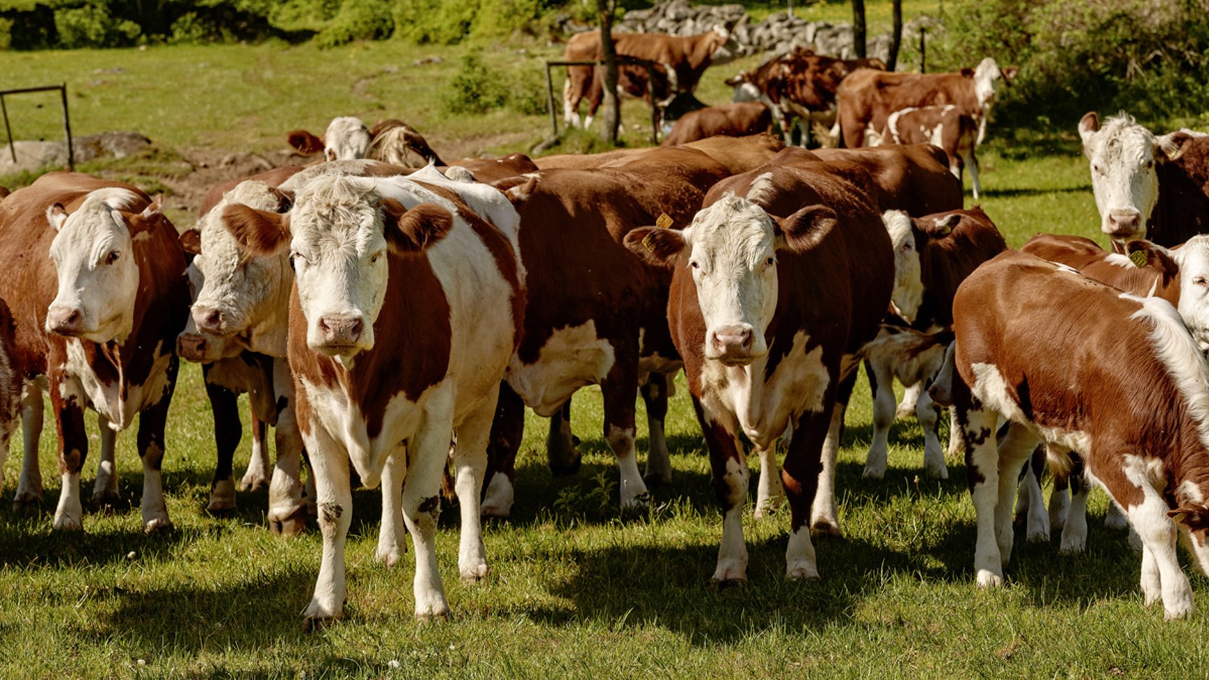 A herd of cows in a field - Animal Nutrition - AAK