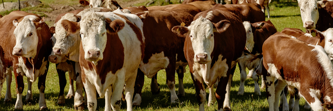 A herd of cows in a field - Animal Nutrition - AAK