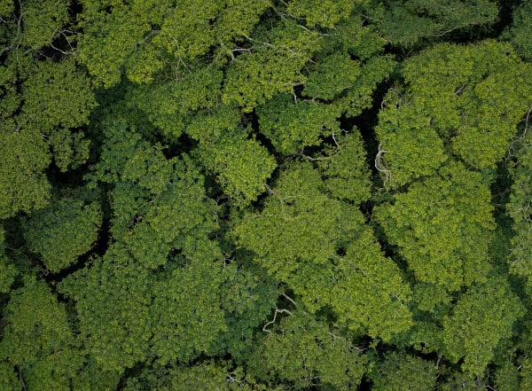 A forest seen from above