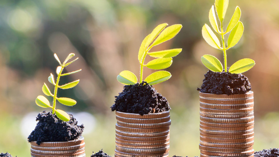 Plantor i jord på mynthögar - Technical Products - AAK