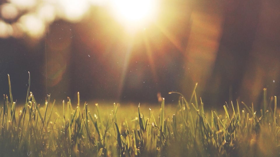 Rays of sunshine on a lawn - Sustainable Growth - AAK