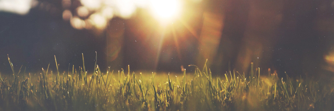 Solstrålar på gräsmatta - Hållbar tillväxt - AAK