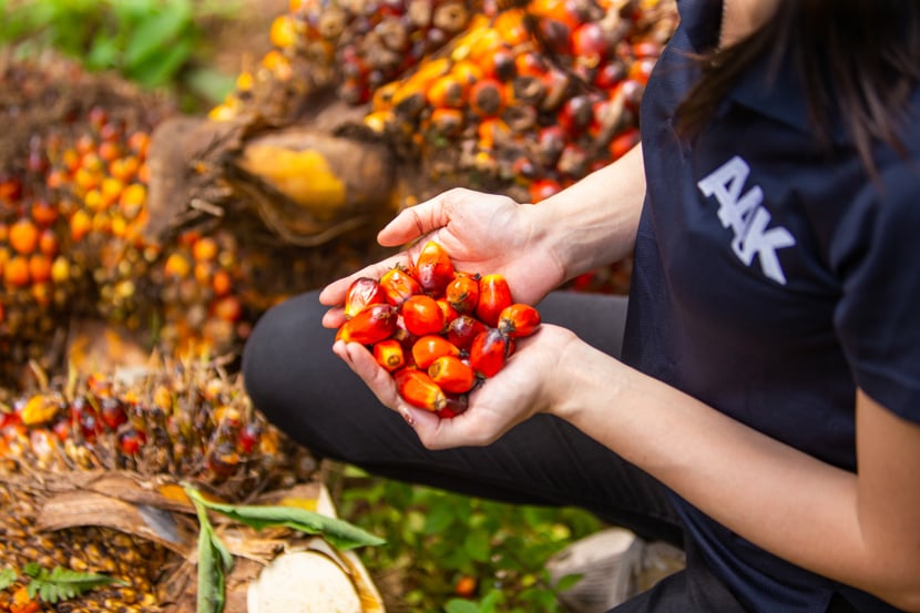AAK staff is holding palm fruit in their hands
