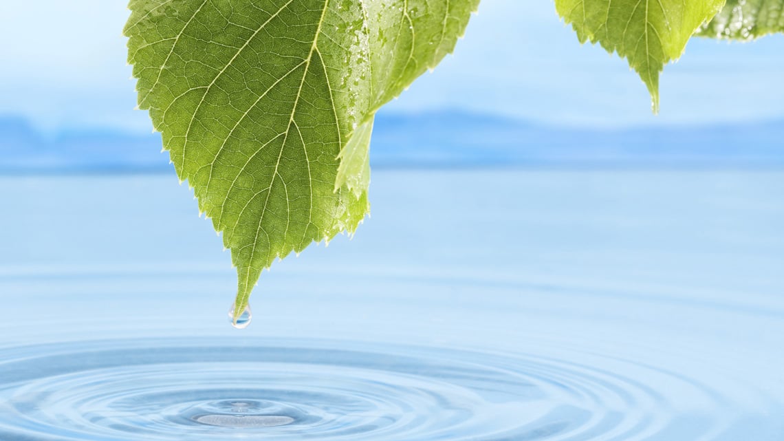 Water dripping from a leaf into the sea - Technical Products - AAK