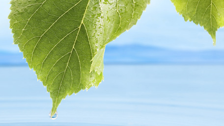 Water dripping from a leaf into the sea - Technical Products - AAK