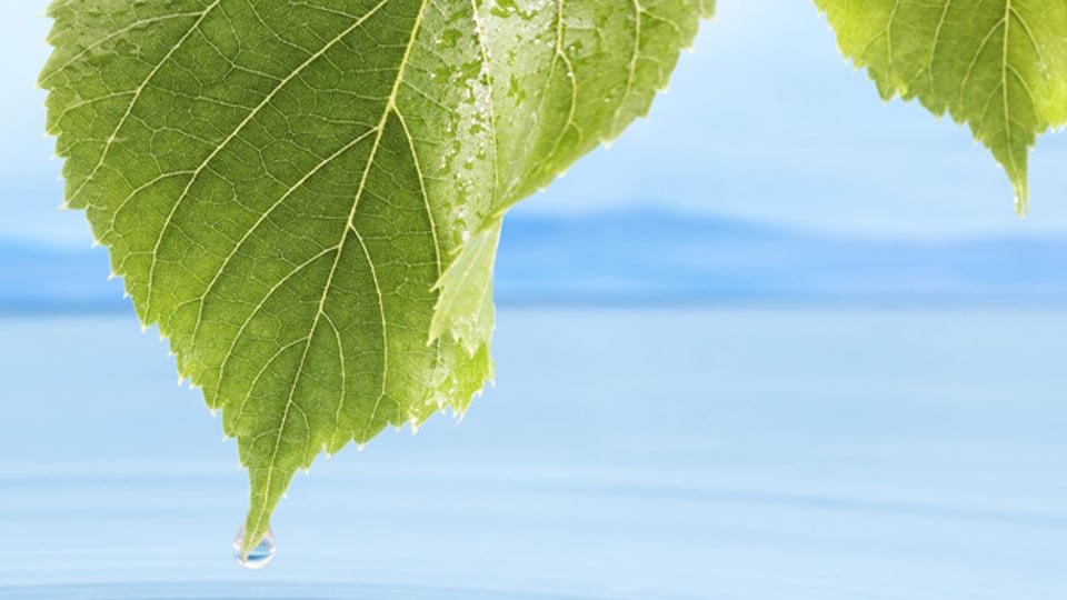 Water dripping from a leaf into the sea - Technical Products - AAK