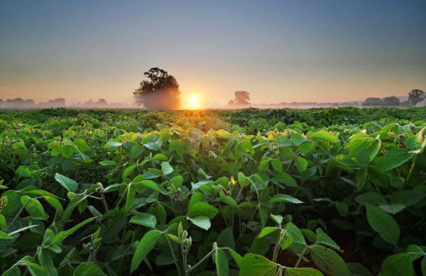 A green field of crops with the sun rising in the background