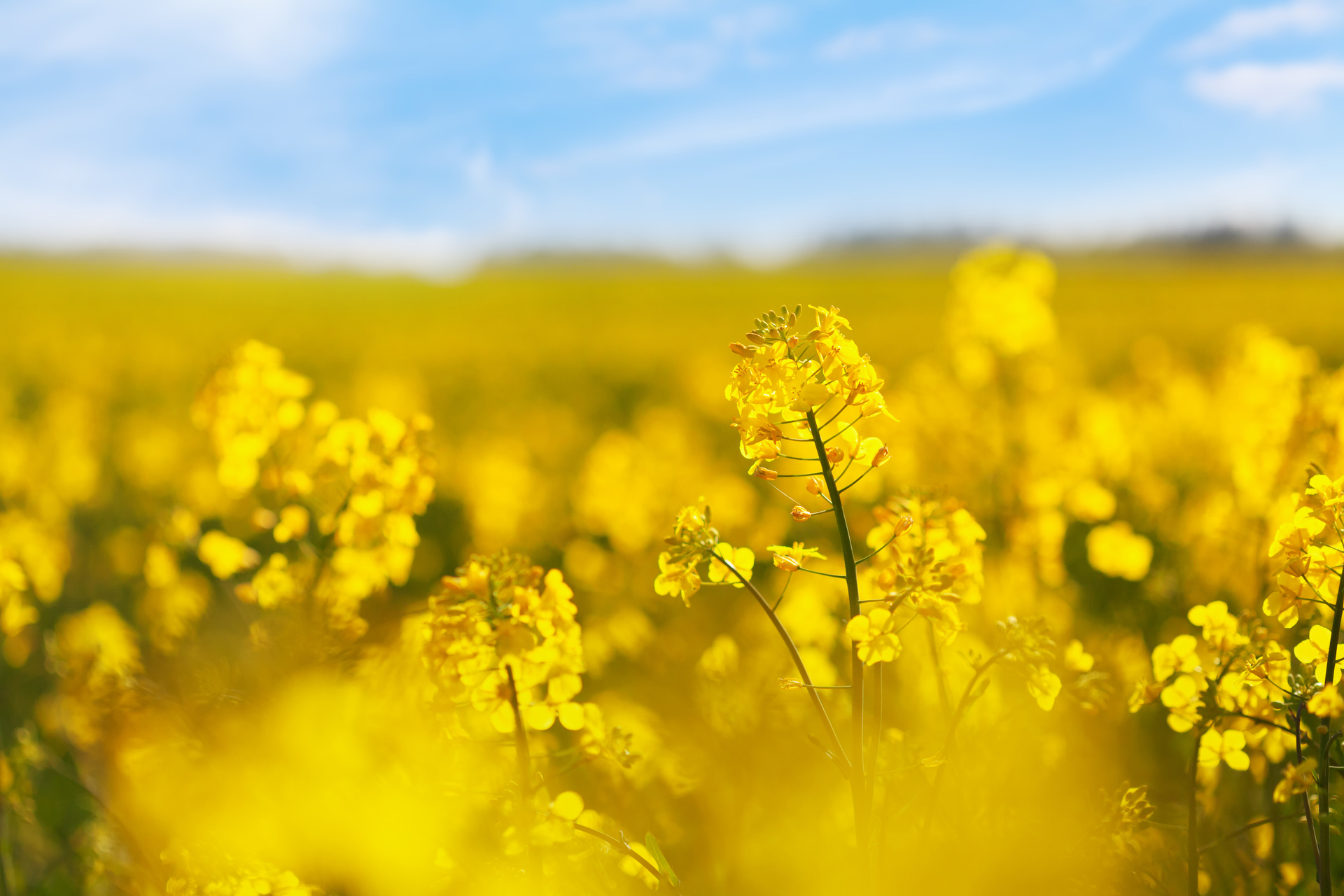 Rapeseed field beneath a clear blue sky on a beautiful day